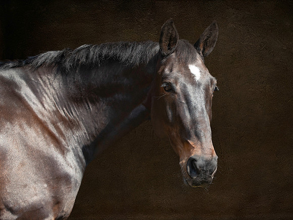 _Q5I8777 crop T copy