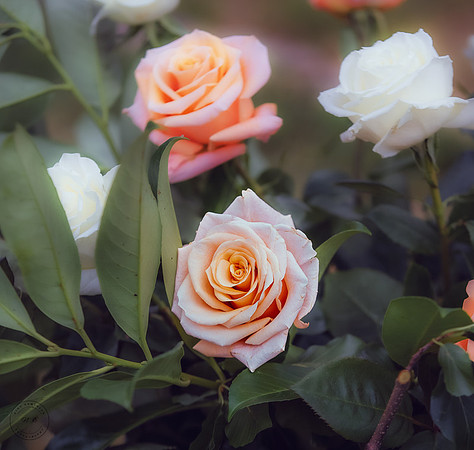 LW25 - 001