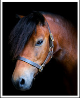 new portrait slideshow