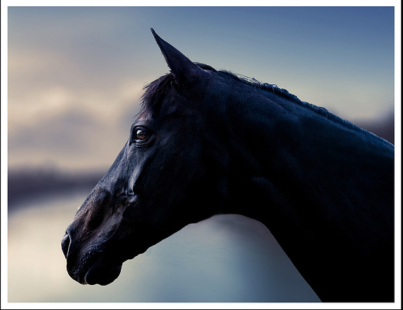 belinda horse wo hand