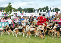 Hounds & Hunting