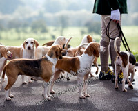 Claro Beagles