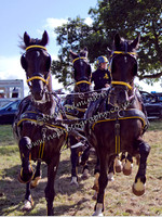 Carriage Driving