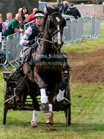 Advanced Horse
