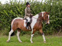 Coloured Horses & Ponies