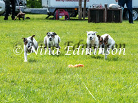 Terrier Racing