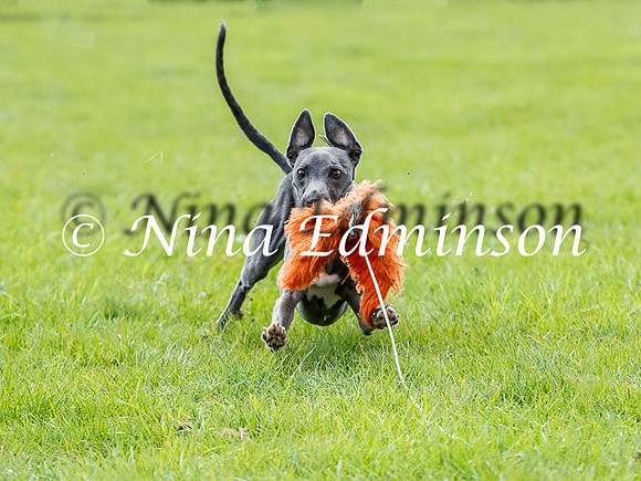 DCPF26 - 243