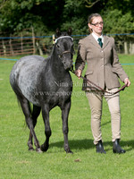 Show Classes