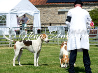 Dog Hound Couples