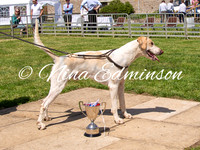 Dog Hound Classes