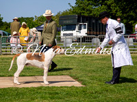 Entered Dog Hound