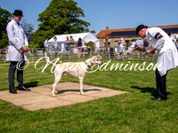 Sinnington Hound Show 2026