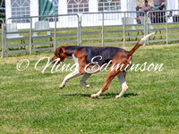 Stallion Dog Hound