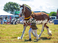 Agricultural Horses