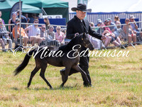 American Miniature Horses