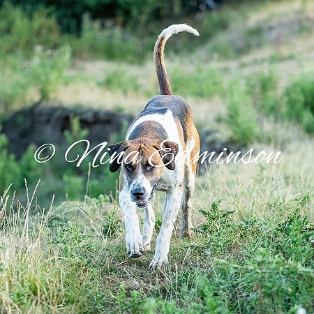 _36I5231 copy