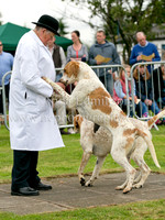 Cleveland Hunt Puppy Show 2015