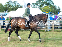 Racehorse to Show Horse