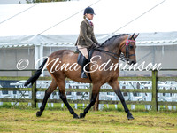 Large Hack Riding Horse