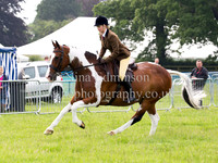 Coloured Horses & Ponies