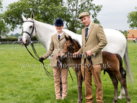 In Hand Horses