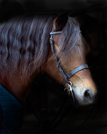 Dartmoor Pony