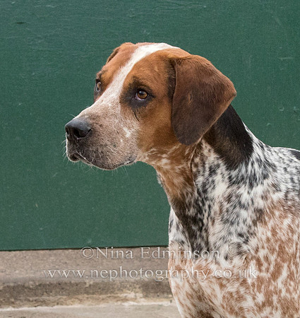 Shergar,-Best-Working-Hound