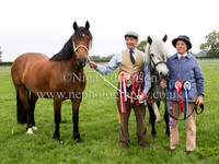 In Hand Ponies
