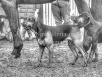 Highmoor Bloodhounds