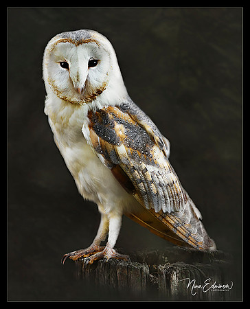 Barn Owl