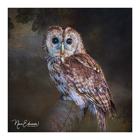 Tawny Owl