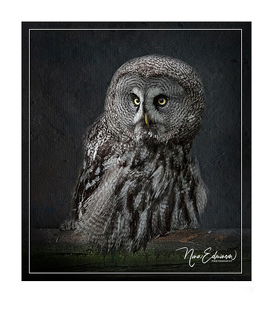 Great Grey Owl