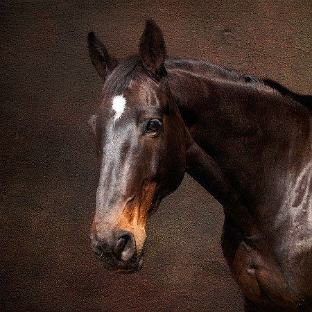 _Q5I8730 crop sq T copy
