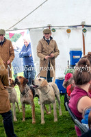 Hounds