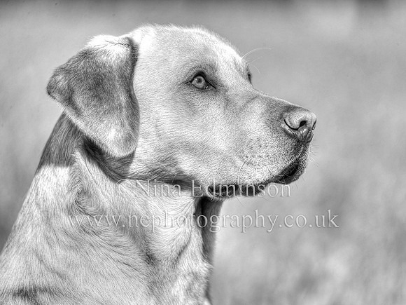 _Q5I1115_b&w