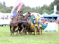 Horse Fours
