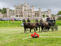 Horse Fours