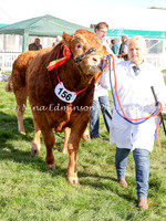 Cattle