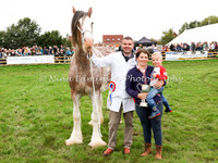 Horses