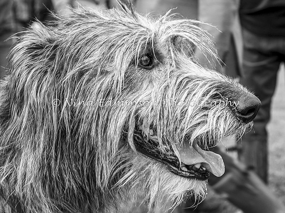 BPTS--1348-b&w