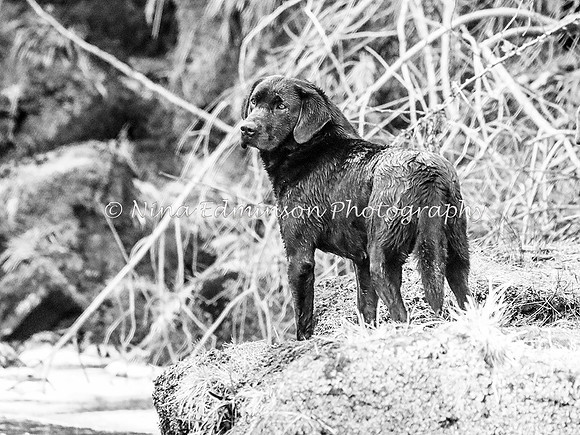 RSP19--145-b&w