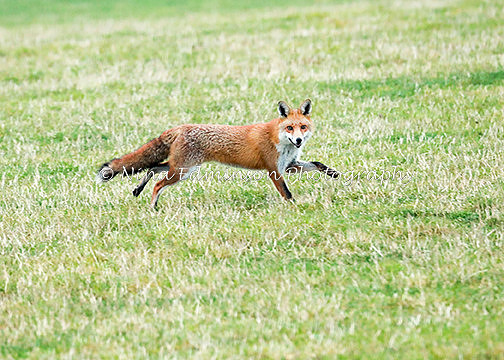 BHRO17  0112 fox proof 3
