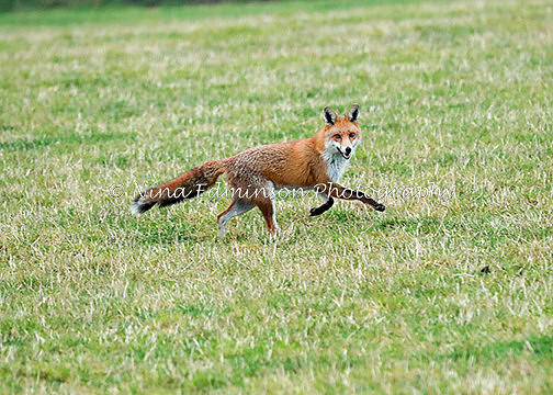 BHRO17  0116 fox proof 2