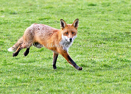 IMG_1449 fox proof 1