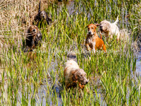 Northern Counties Mink Hounds