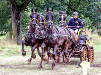 Horse Fours
