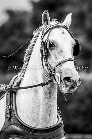 DNC--6353-b&w