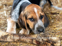 zetland hound pups
