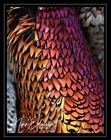 pheasant jewels