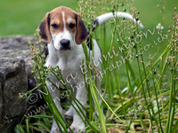 Hound Pups